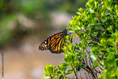 A closeup sideview of a Monarch butterfly in Mexico with space for text