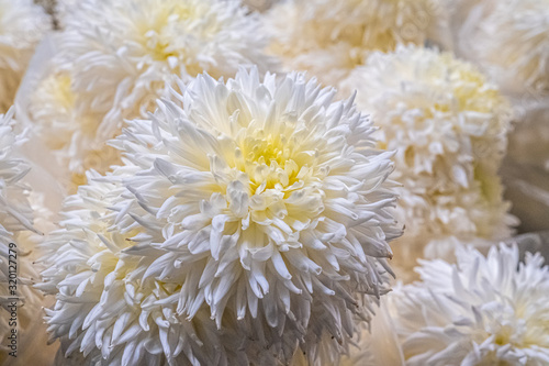 Closeup image of white garden dahlia flowers