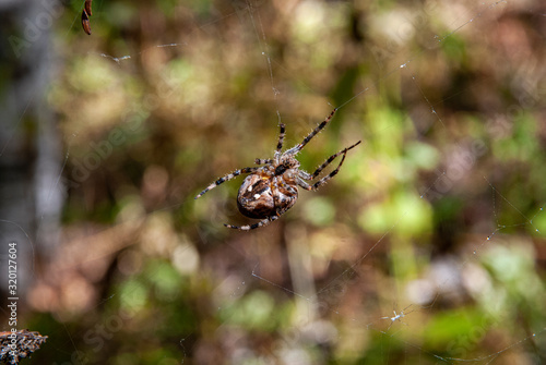 spider on a web © Александр Ульман