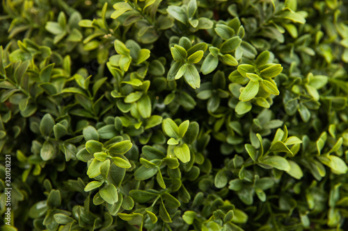 Wallpaper Mural Green leaves on the wall Torontodigital.ca