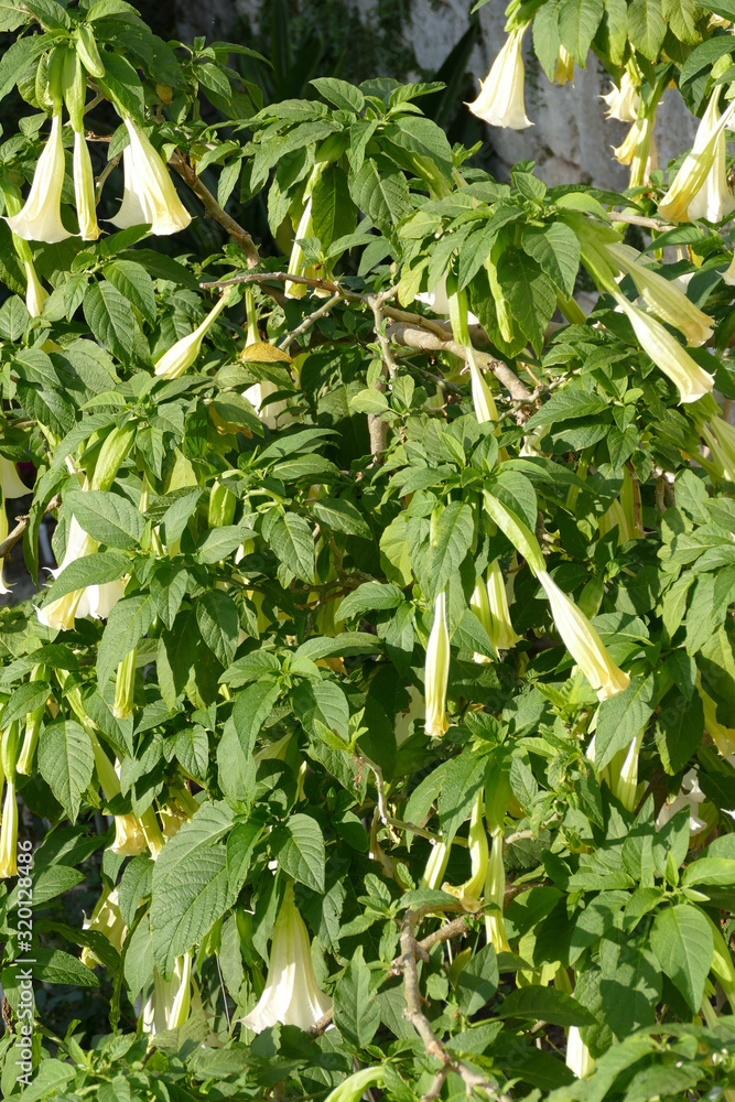 Datura stramonium, pianta con fiori a forma di trombette Datura stramonium, pianta con fiori a forma di trombette