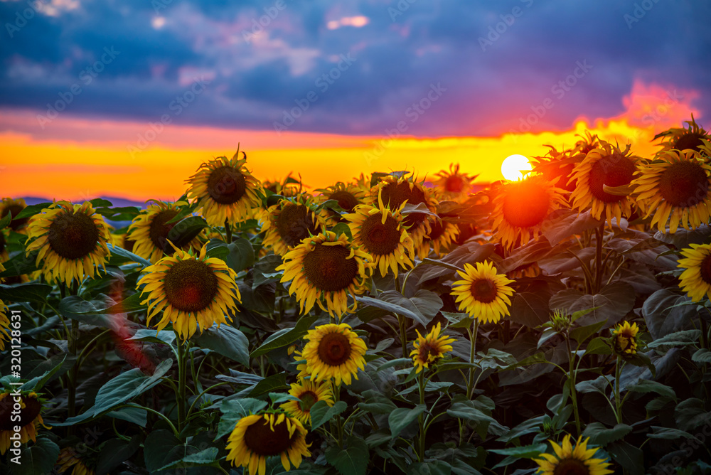Sunflowers field at the sunset