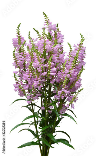 Beautiful bouquet wild flowers Physostegia virginiana isolated on white background. Summer. Spring. Flat lay, top view. Pink. Love. Valentine's Day photo