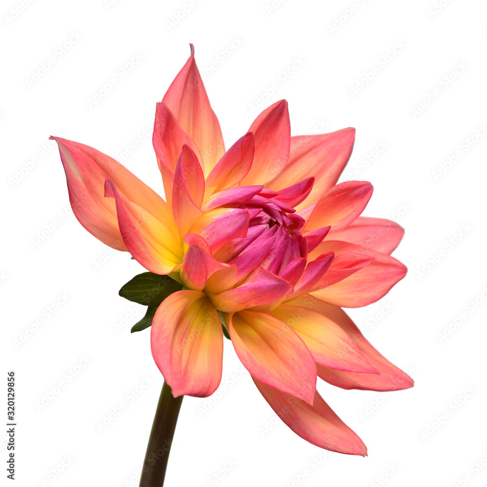 Dahlia flower head pink isolated on white background. Spring time, garden. Flat lay, top view