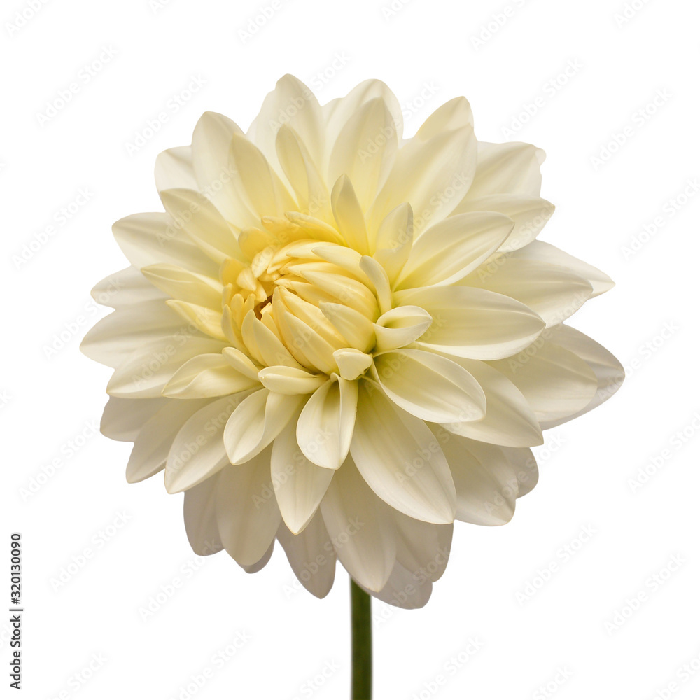 White dahlia flower head isolated on white background. Spring time, garden. Flat lay, top view
