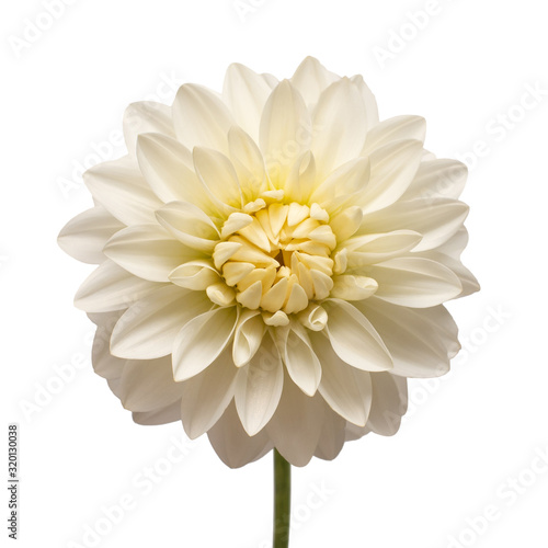 Wallpaper Mural White dahlia flower head isolated on white background. Spring time, garden. Flat lay, top view Torontodigital.ca