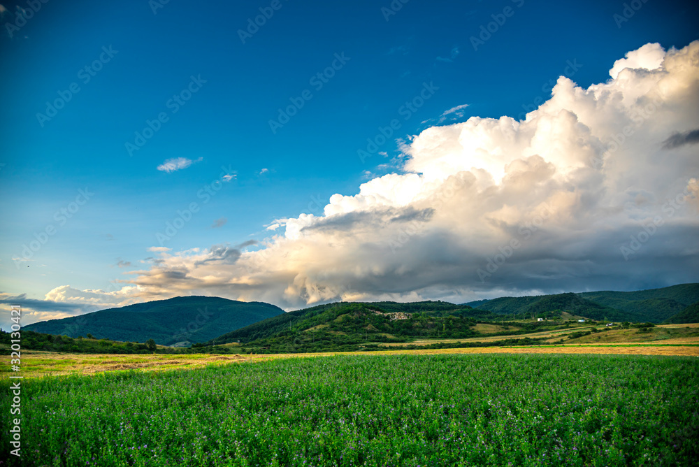 Fototapeta premium Sunflowers field