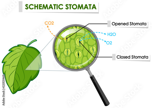 Diagram showing schematic stomata on leaf