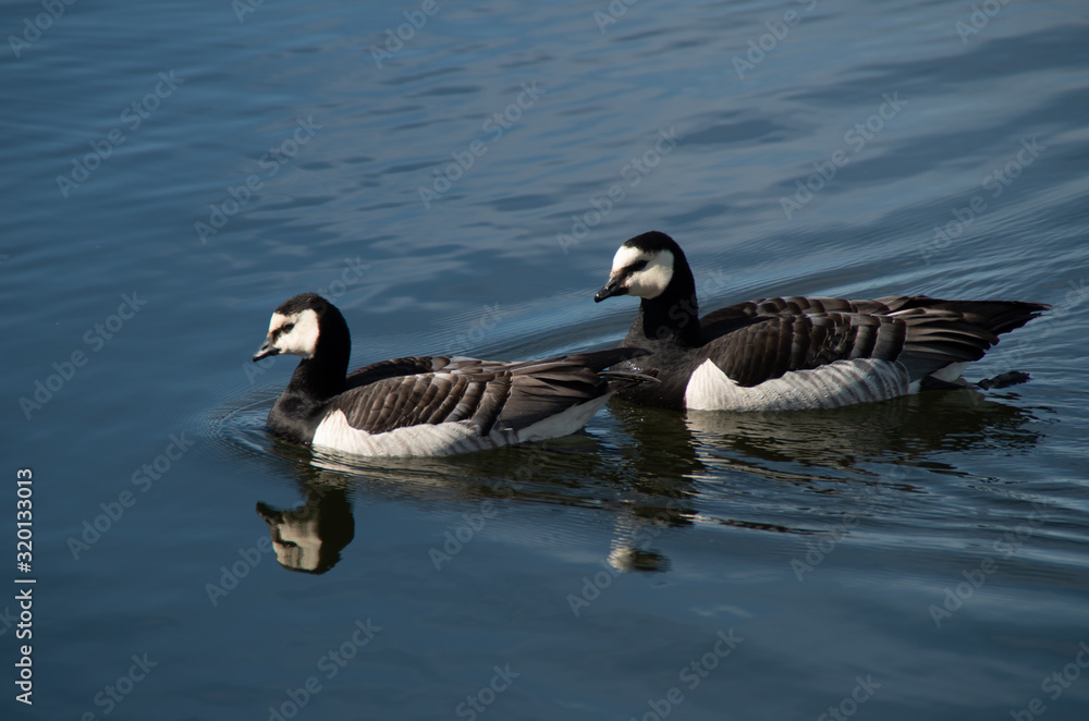 two geese on the lake