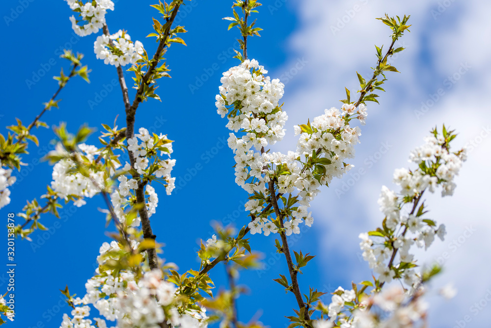 Cherry Tree In Bloom In April. Closeup Cherry Tree In Bloom In April. Closeup