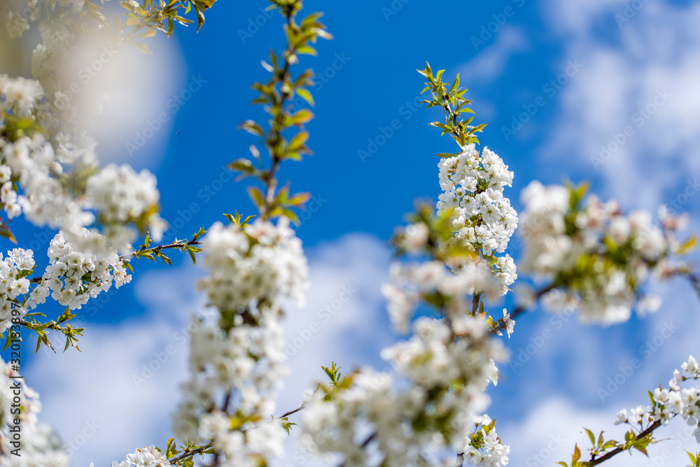 Cherry Tree In Bloom In April. Closeup Cherry Tree In Bloom In April. Closeup