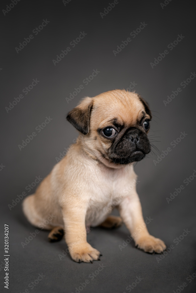 Cute Pug puppy dog sitting down looking at the camera