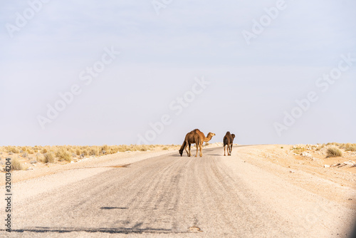 camels in desert