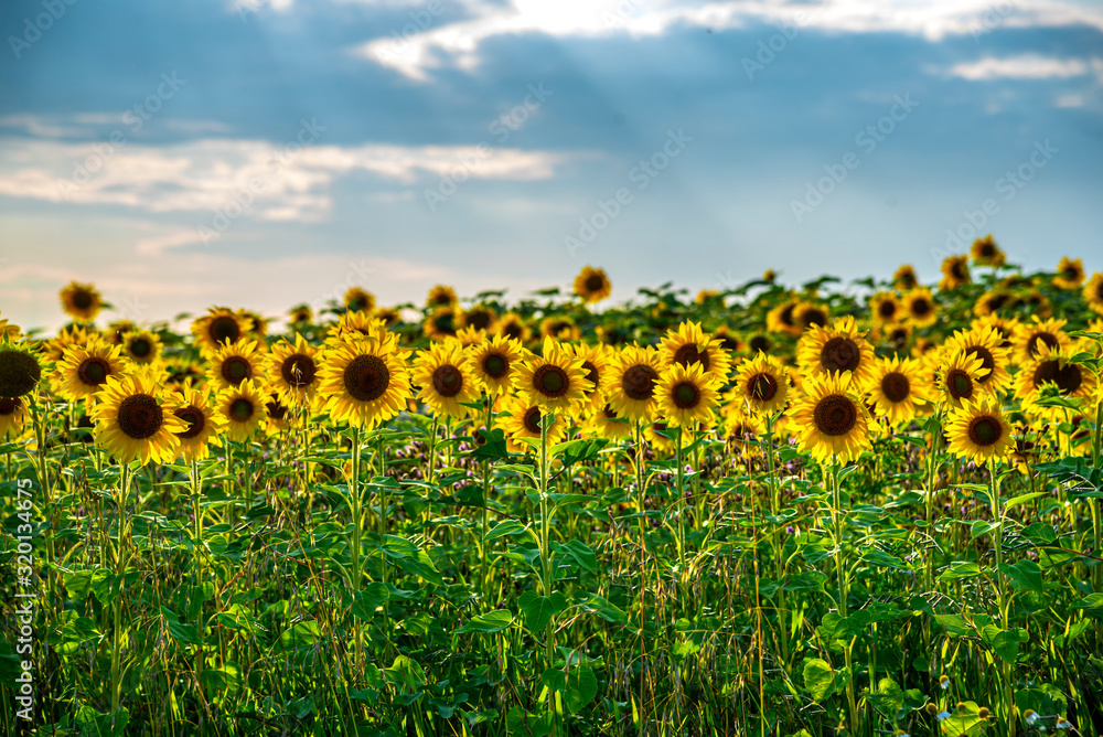 Amazing sunflowers field landscape