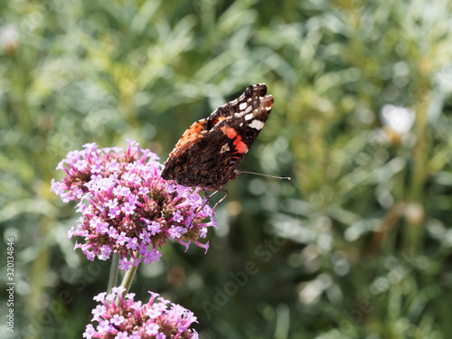 (Vanessa atalanta) Le vulcain ou l'amiral, un papillon commun aux ailes du dessus noires avec une bande transversale circulaire rouge-orange, ornées de tâches apicales blanches photo