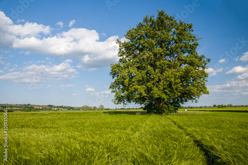 Linden tree in the middle of wheat field