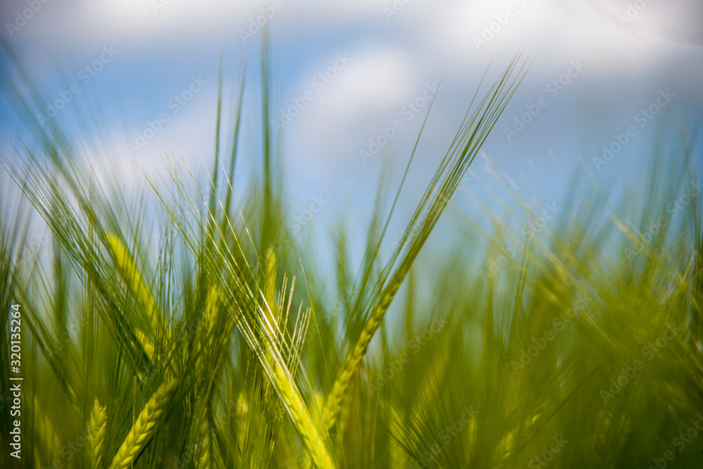 Green Spring Grains, Close Up Of Green Wheat Green Spring Grains, Close Up Of Green Wheat