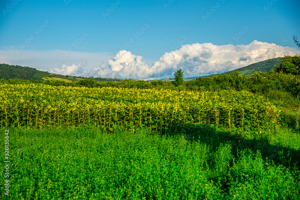 Amazing sunflowers field landscape