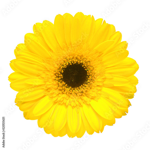 Yellow gerbera flower isolated on white background. Flat lay, top view