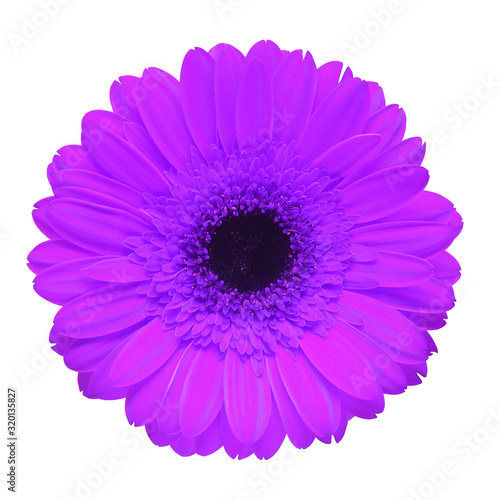 Dark purple gerbera flower isolated on white background. Flat lay, top view © Flower Studio