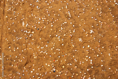 Shells on the beach