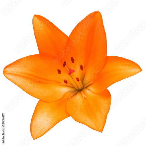 Orange lily flower yellow isolated on white background. Spring time. Flat lay, top view