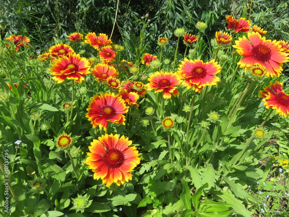 Beautiful flowers grow in the Moscow region in the summer. Beautiful flowers grow in the Moscow region in the summer.