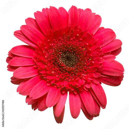 Fototapeta Naklejka Na Ścianę i Meble -  Pink gerbera flower isolated on white background. Flat lay, top view
