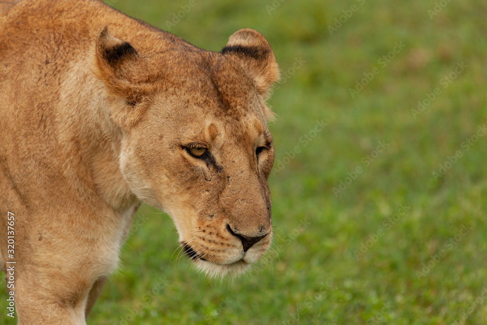 female lioness on the savannah female lioness on the savannah