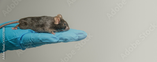 Laboratory black mouse is sitting at a person hand in cool blue glove with homogenous grey background, details, closeup