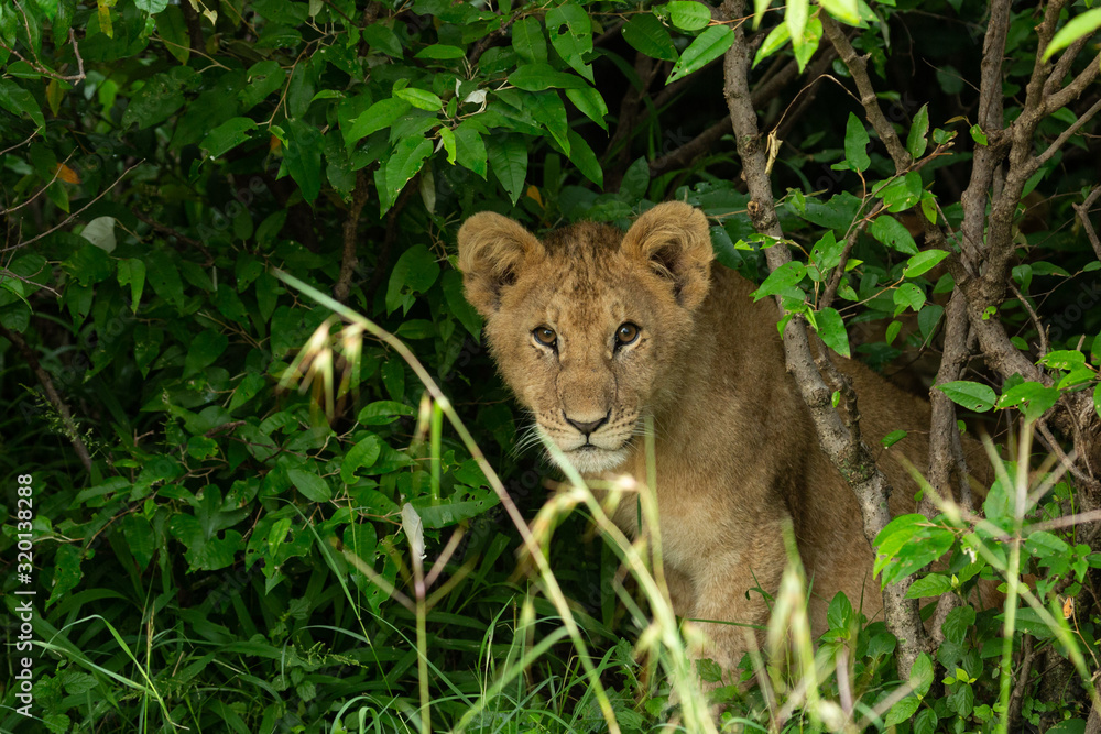 Fototapeta premium lion cub in the bushes