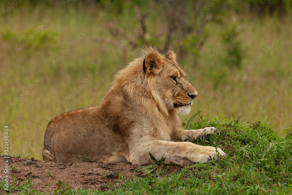 young male lion on the savannah young male lion on the savannah