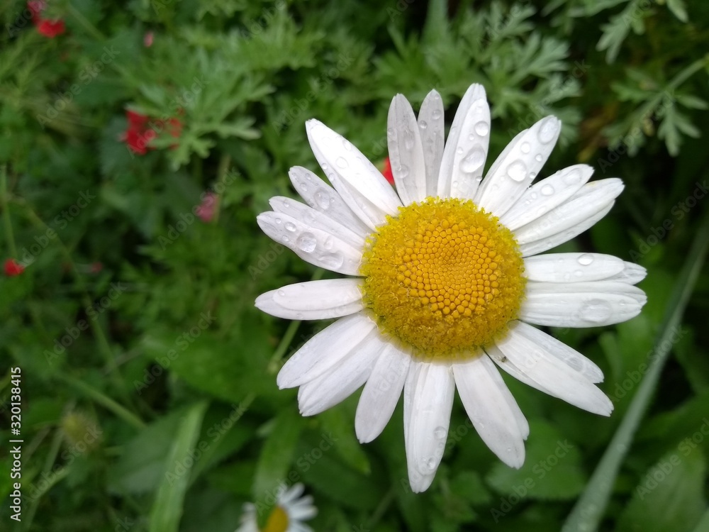 Fototapeta premium daisy