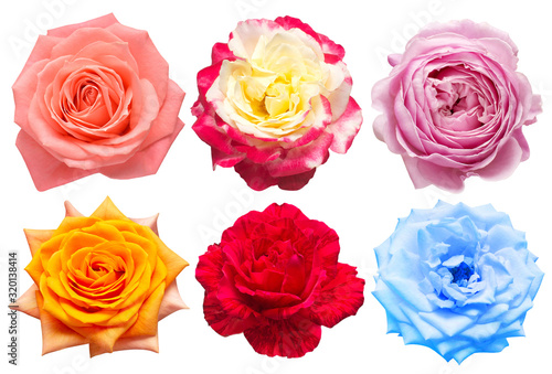 Collection head flowers roses isolated on a white background. Perfectly retouched  full depth of field on the photo. Flat lay  top view