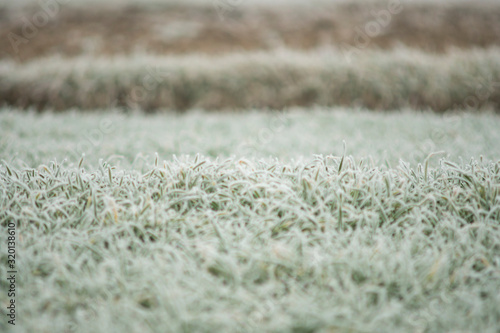 small wheat in the field covered with frost