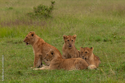 lion cubs on the savannah