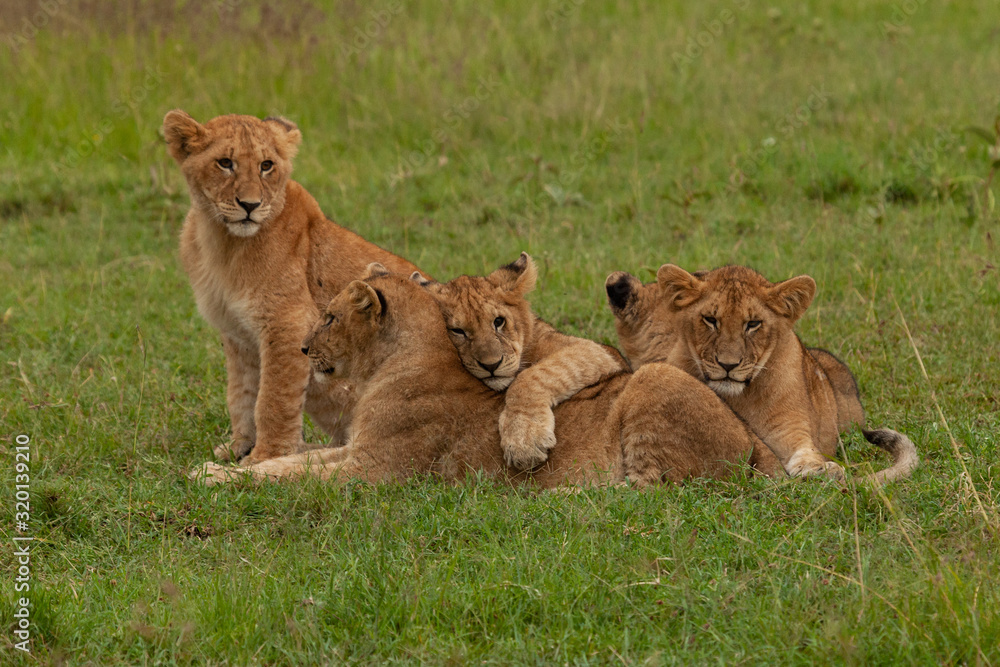 lion cubs on the savannah lion cubs on the savannah
