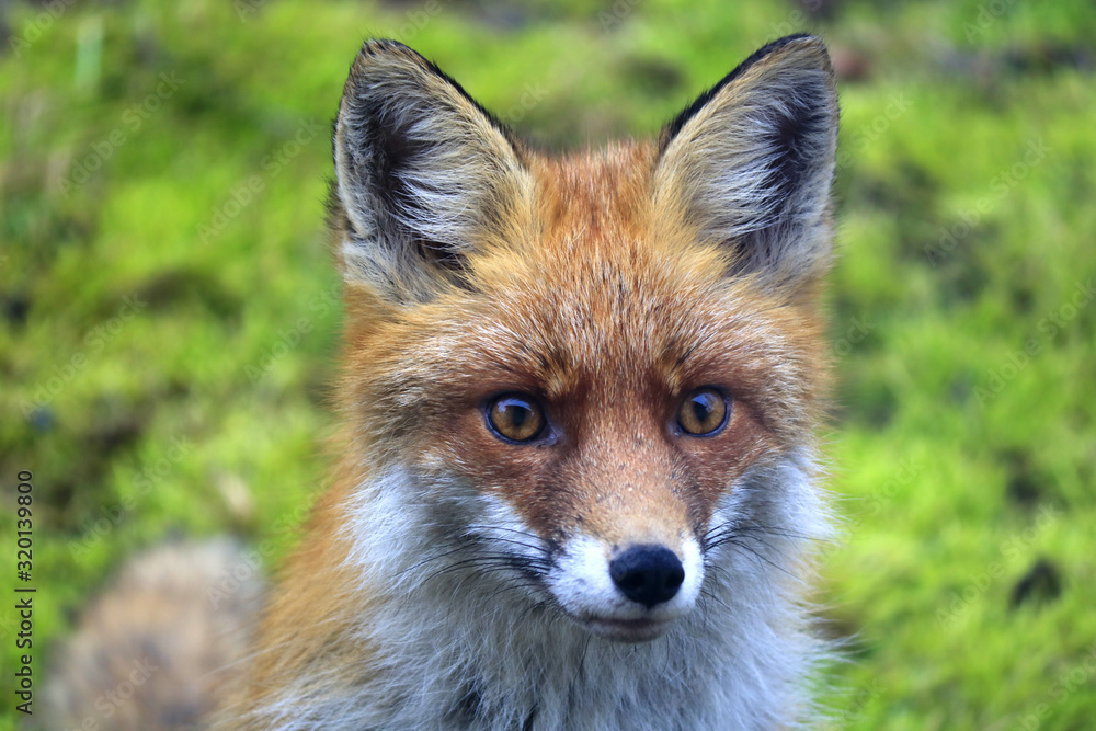 Red fox (Vulpes vulpes), Warsaw suburbs, Mazovia, Poland - obrazy, fototapety, plakaty 