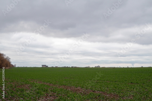 Field or meadow with green plants on agricultural field. Buildings on the horizon. Farm or village. Rural landscape scene. Copy space for text. Overall plan.