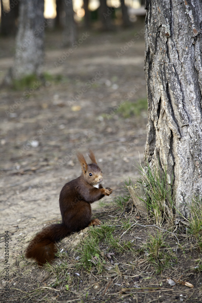 Naklejka premium Squirrel in forest