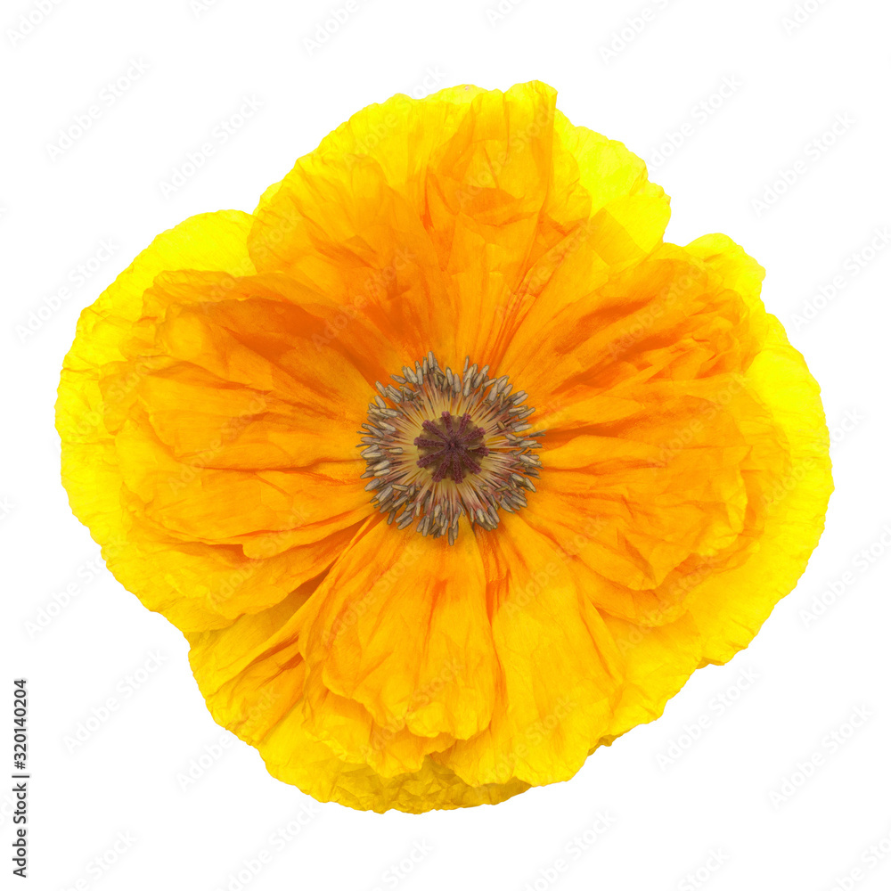Yellow poppy isolated on a white background. Flower. Flat lay, top view Yellow poppy isolated on a white background. Flower. Flat lay, top view