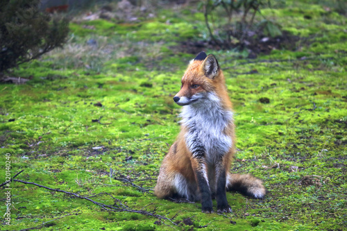 Obraz na płótnie Red fox (Vulpes vulpes) on a mossy terrain, Warsaw suburbs, Mazovia, Poland w salonie