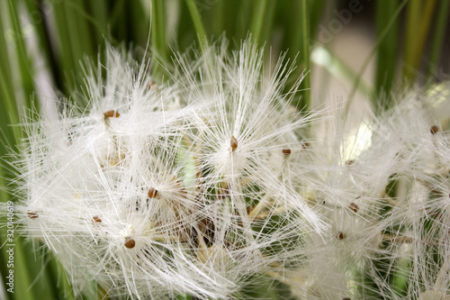 Dandelion plant