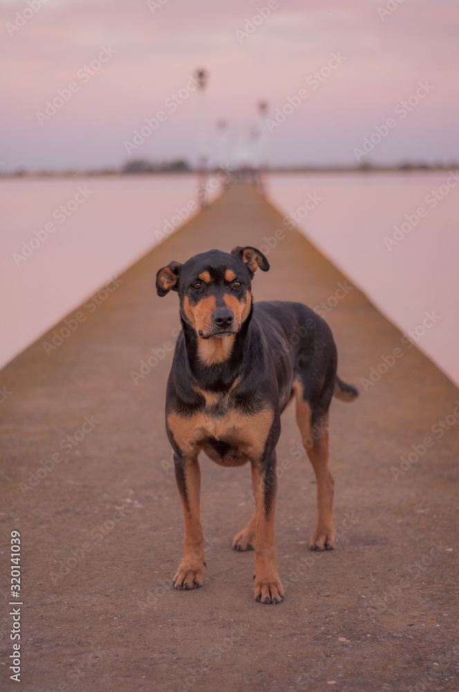  picture of an abandoned dog on a bridge in Argentina