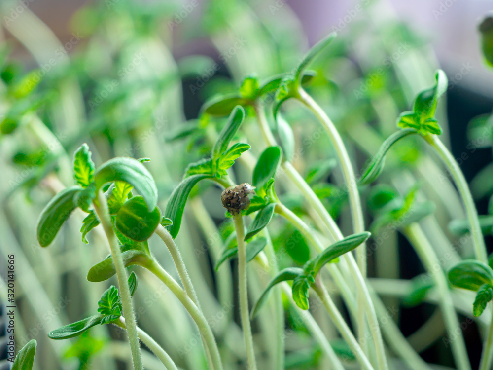 Obraz premium Marijuana plant and pot