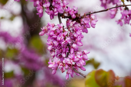 Flowers of Cercis