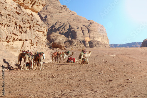 Camel caravan rests on the sand by textured sandstone mountains in the Wadi Rum desert. Some camels lies  and some stands. Theme of travel and safari in Jordan.