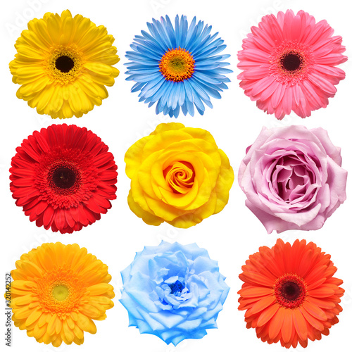 Flowers head collection of beautiful rose, daisy, gerbera, chrysanthemum, chamomile isolated on white background. Card. Easter. Spring time set. Flat lay, top view