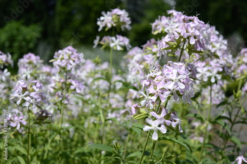 Closeup phlox divaricata known as wild blue phlox with blurred background in early summer garden