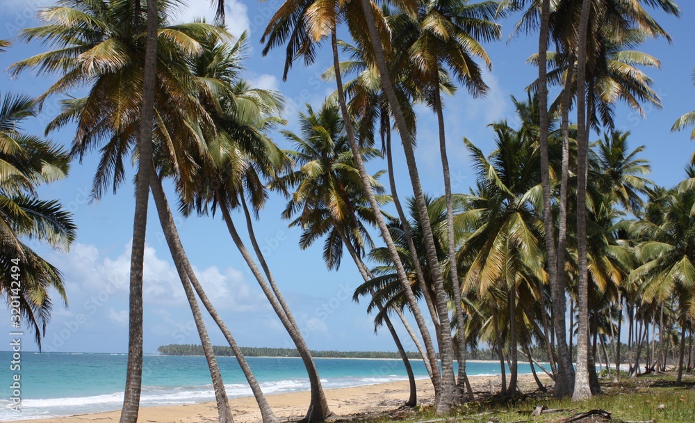 BEACH PALMS - PALMERAS